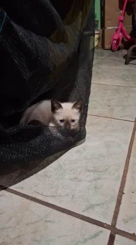 Gata Siamês