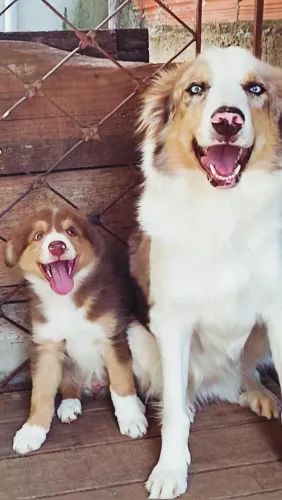 Border collie macho