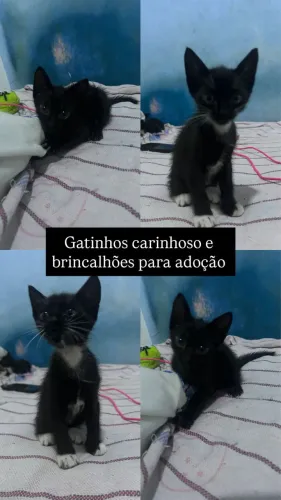 Gatinhos carinhosos