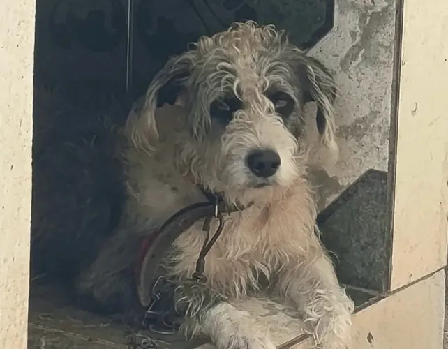 Doaçao de cachorro
