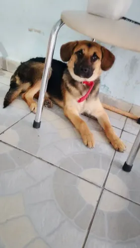 ESTOU doando esse cachorro