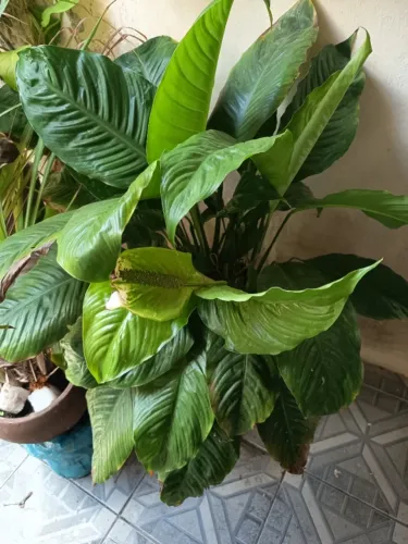 Plantas para Quintal. Retirada no Montese