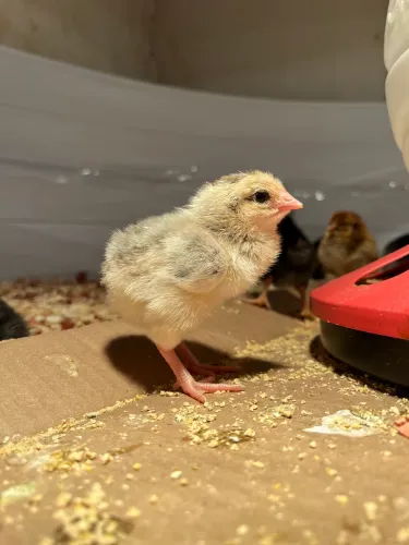 Vendo pintinhos de várias linhagens e raças!!!