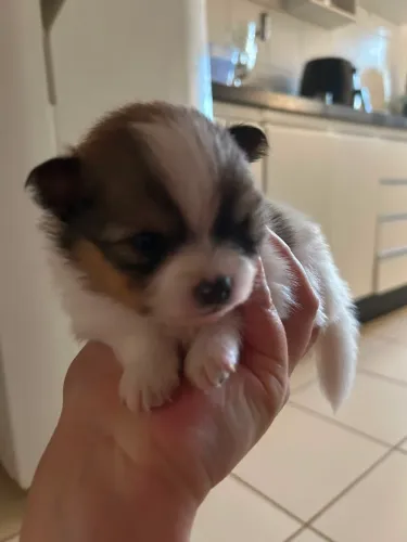 Vende-se Lulu da pomerania 