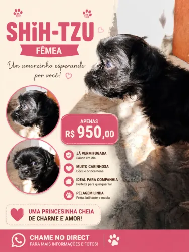 Shih-tzu filhote