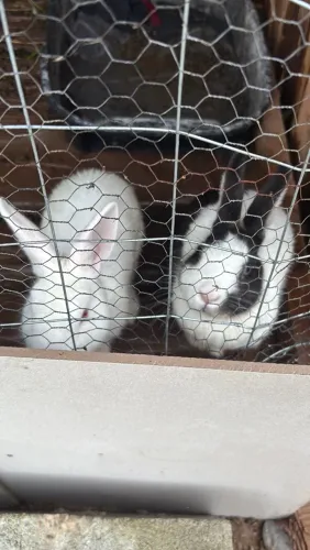 Quero vender meus dois coelhos porém eles precisam de um lar com muito amor e carinho 