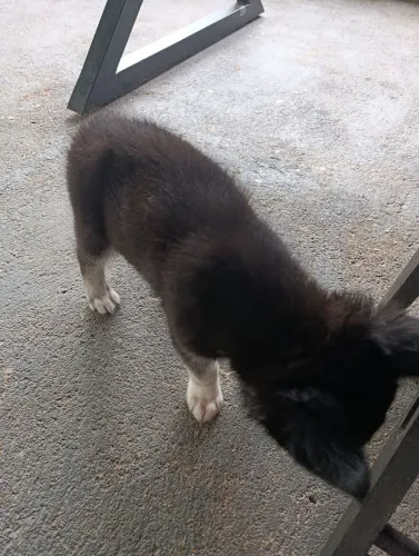 Cachorro husky macho filhote