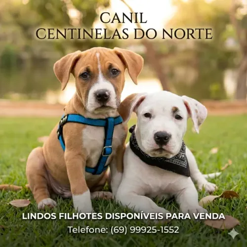 Filhotes de Amstaff