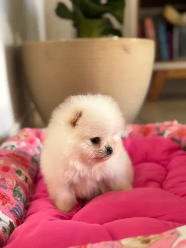 Filhotes de Spitz Alemão Anão