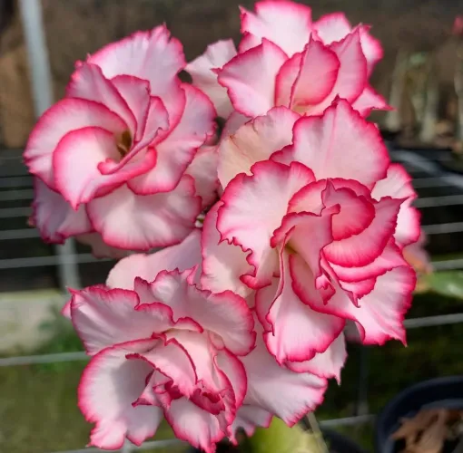 Rosa do deserto