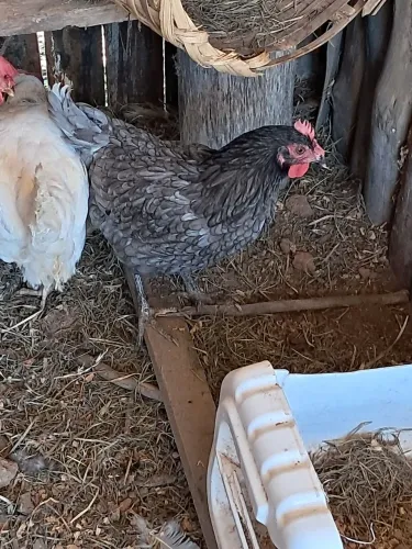 Galinhas poedeiras sa raça novogem (ovos coloridos)