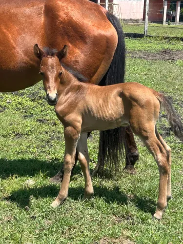 Égua quarto de milha com filho macho 