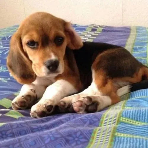 Filhotes de Beagle | Encanto que vem correndo.