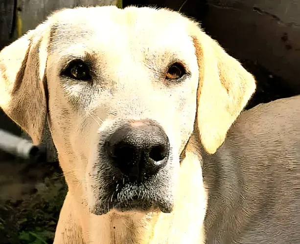 Lindo câo mestiço( LABRADOR)