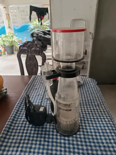 Skimmer Reef Octopus