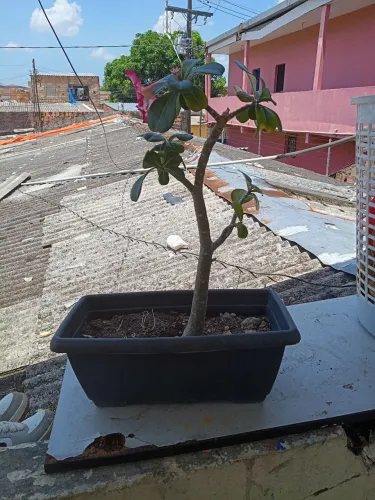 Rosa do deserto
