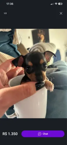 Pinscher 0