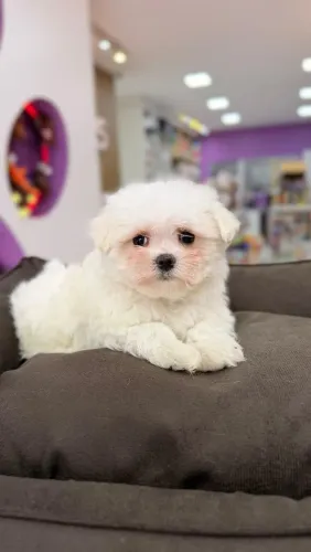 MALTÊS MINI MACHO 