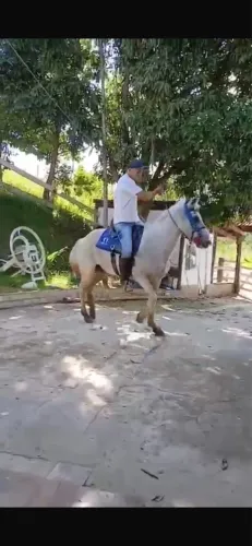 Cavalo marcha picada genuína top
