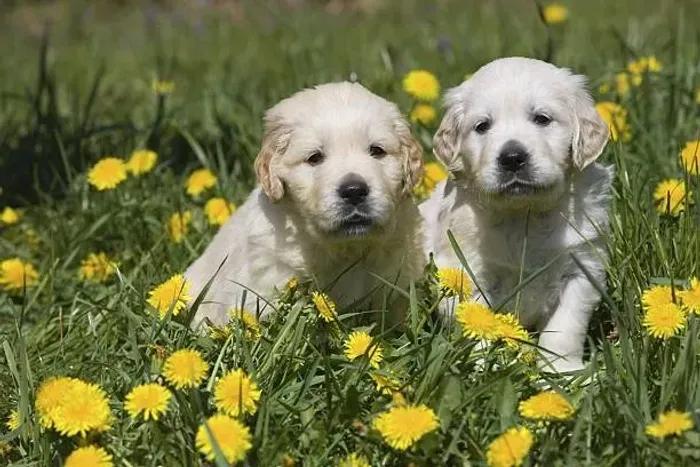 ? Filhotes de Golden | Seu Novo Melhor Amigo Está Aqui