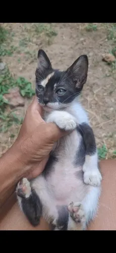 Gatinha tricolor 1 mês e meio