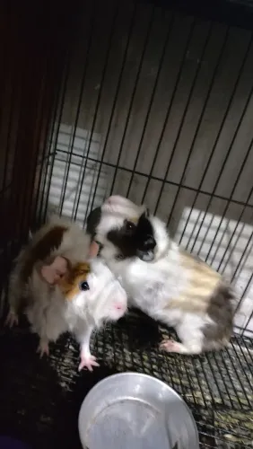 Casal de porquinho da índia
