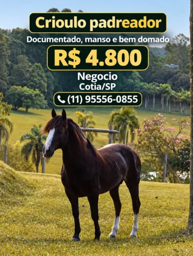 Cavalo crioulo Macho Inteiro Manso e Domado