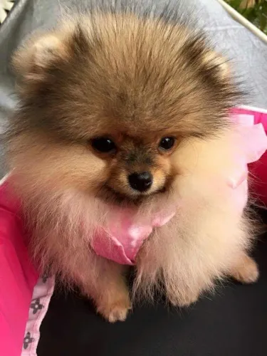 Lulu da pomerania fêmea 
