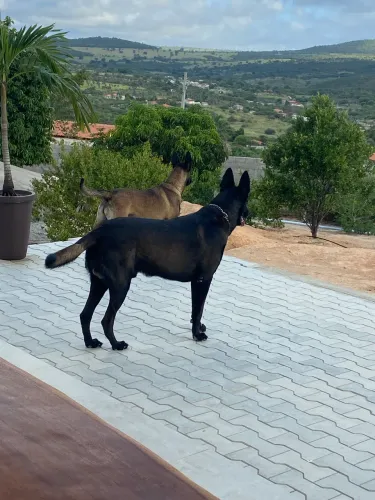 Filhotes de pastor belga malinoar com pedigree 
