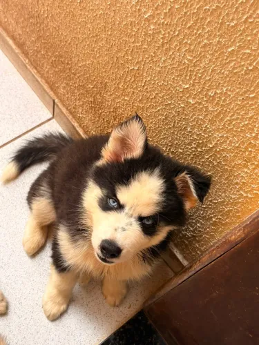 Filhote de husky siberiano