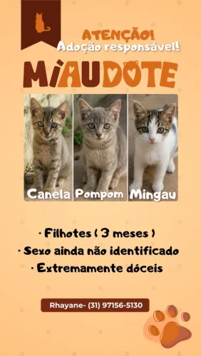 Gatos para adoção