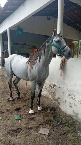 Cavalo de canhota!!
