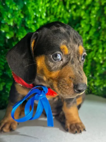 Filhote de Dachshund disponível 
