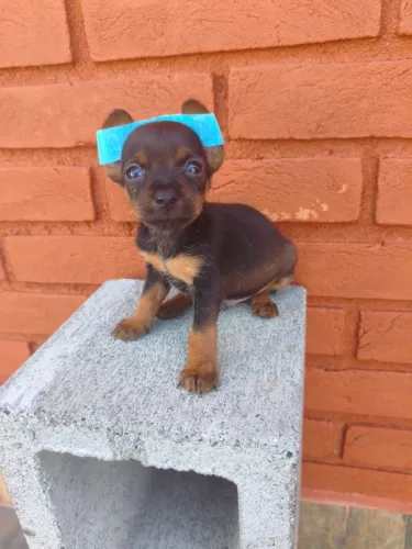 Filhote de Pinscher alegre e muito brincalhão
