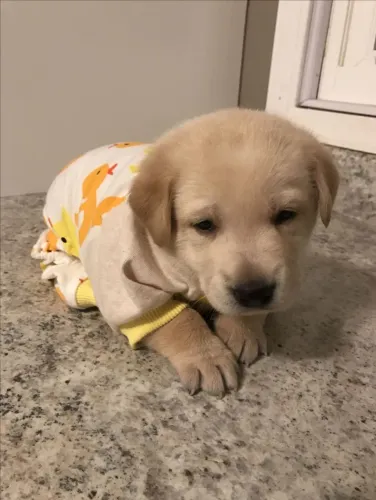 Filhote Golden Retriever Macho - Lindo e Carinhoso
