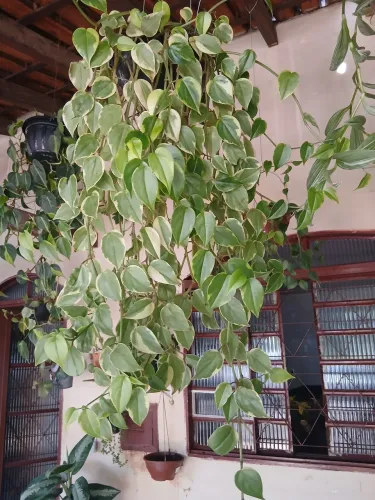 Planta begônia