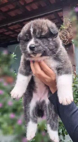 Akita Inu- Femea Tigrada c/ Contrato e Registro CBKC