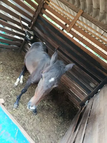 Cavalo Piquira