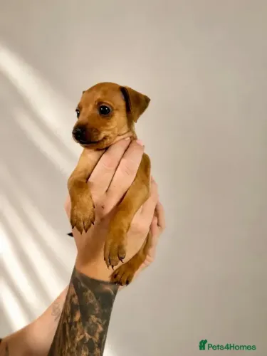 Cãozinho alegre e saudável Pinscher/Pincher/Pinsher/Pintier