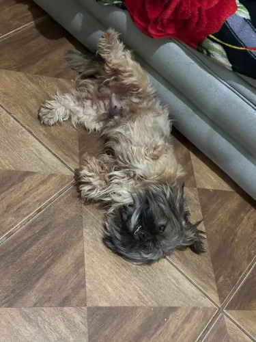 Doando 1 Shitzu Macho, Muito Dócil e Ama Crianças.