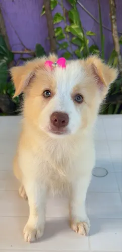 Fêmeas de Border Collie PRONTA ENTREGA