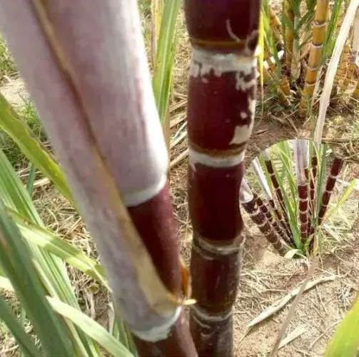 Cana de Açúcar Listrada Roxa kg