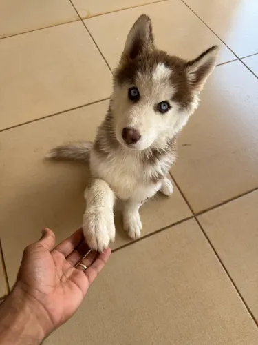 Husky Siberiano - 3 meses