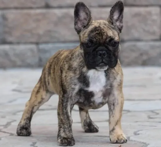 Buldogue