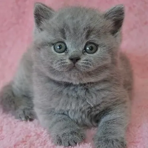 British Shorthair Filhotes de Gatos