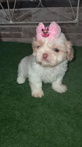 Shih tzu fêmea disponível.