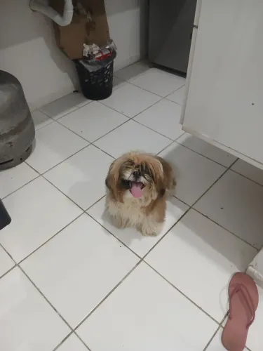 Shitzu 