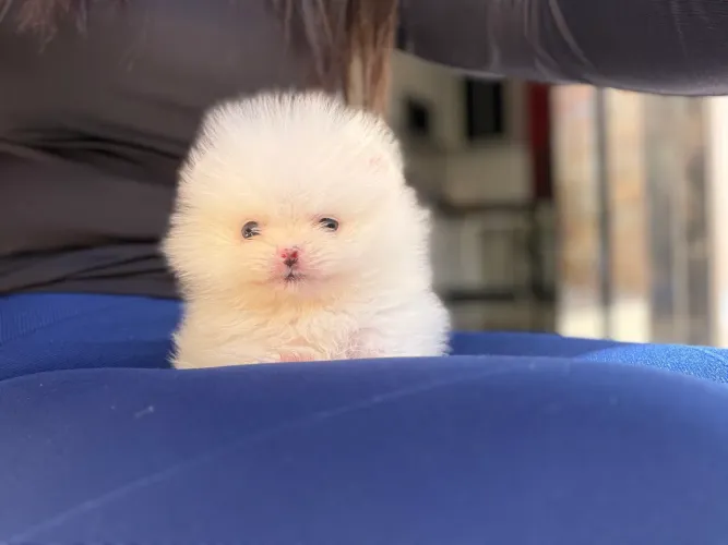 Lulu da Pomerania Macho Minúsculo Perfeitinho