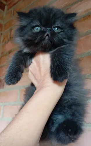 Gato persa show fêmea 