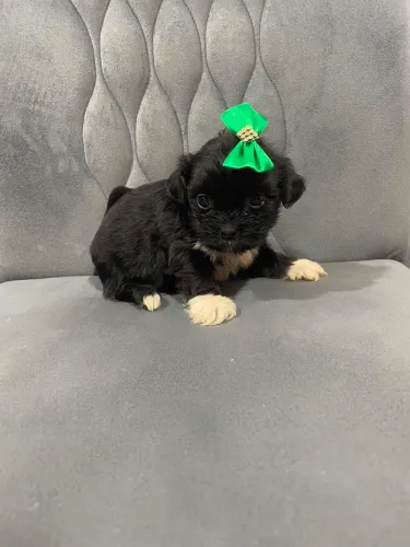 Filhotes de shih tzu mini